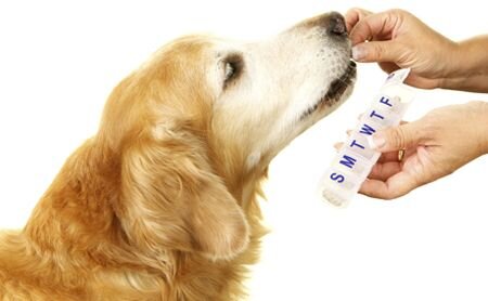 dog-taking-supplements Boost Your Dog's Health with Supplements